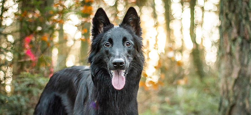 Groenendael Rüde steht im Wald.