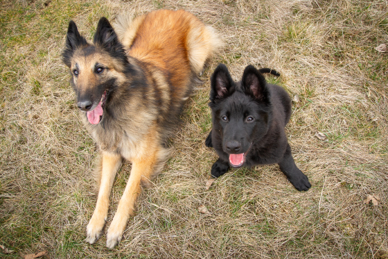 Ein Tervueren und ein Groenendael Welpe liegen im Gras.