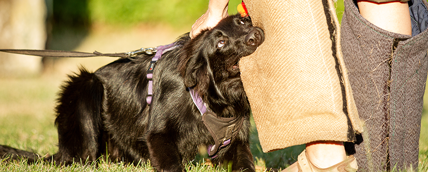 Groenendael beim Hundesport Mondioring.