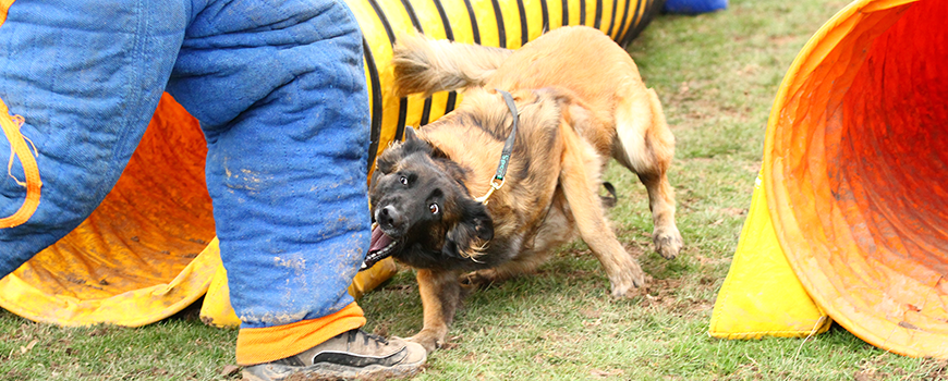 Tervueren Hündin beim Hundesport Mondioring.