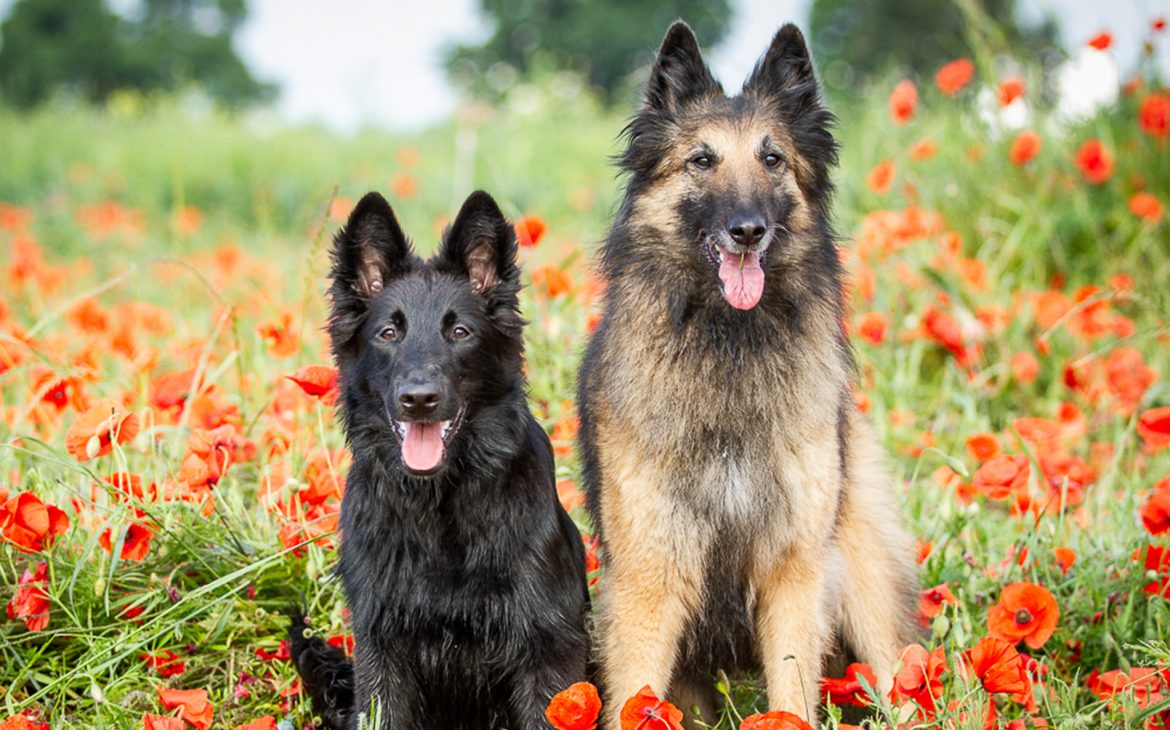 Ein Tervueren und Groenendael im Mohnfeld.