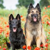 Ein Tervueren und Groenendael im Mohnfeld.