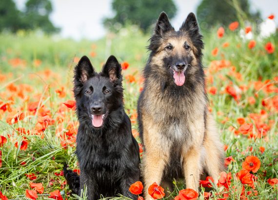 Ein Tervueren und Groenendael im Mohnfeld.