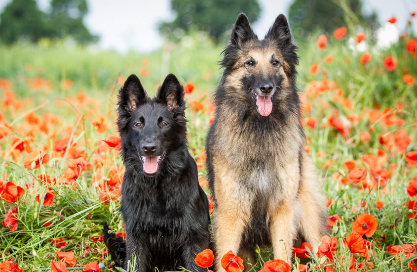 Ein Tervueren und Groenendael im Mohnfeld.