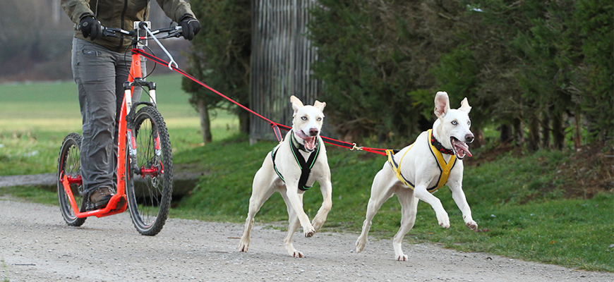 Zughundesport mit zwei Hunden beim Dogscooter.