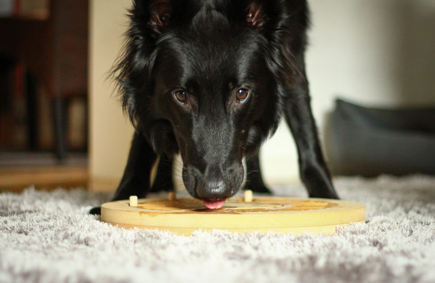 Tipps fürs Hundetraining während Corona