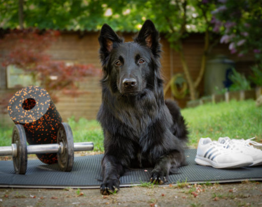 Sporthund liegt auf einer Matte im Garten.