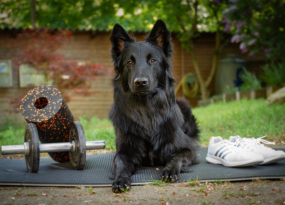 Sporthund liegt auf einer Matte im Garten.