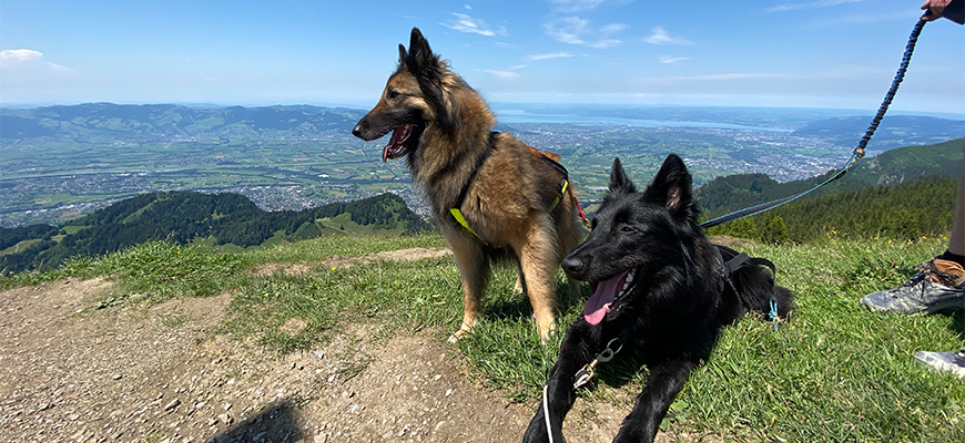 Zwei belgische Schäferhunde am Gipfel.