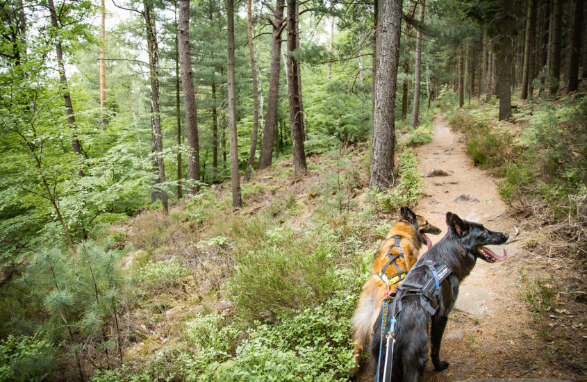 Tipps fürs Wandern mit Hund