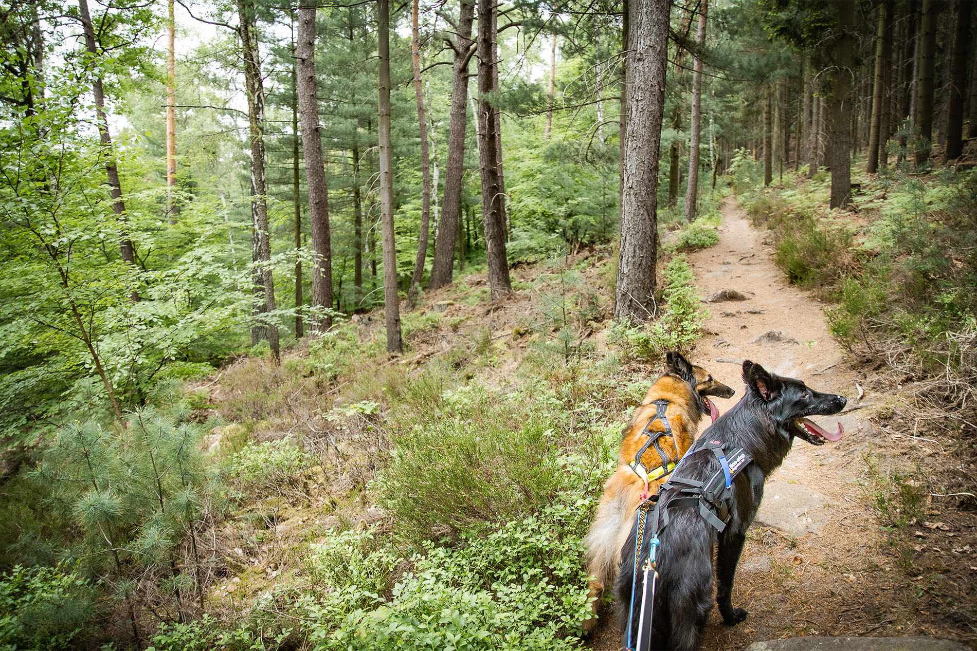 Tipps fürs Wandern mit Hund ⛰ Keevylein