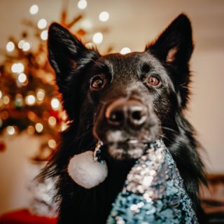 Frohe Weihnachten, ihr Lieben 🎅🏻🥰🎄
.
.
.
#tervueren #groenendael #workinggroenendael #belgianshepherd #belgischerschäferhund #dogphotography #hundefotos #hundefotografie #lightloovers #hundesport #workingdog #christmasdog